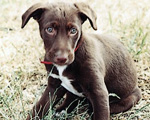 Mary's dog Dito